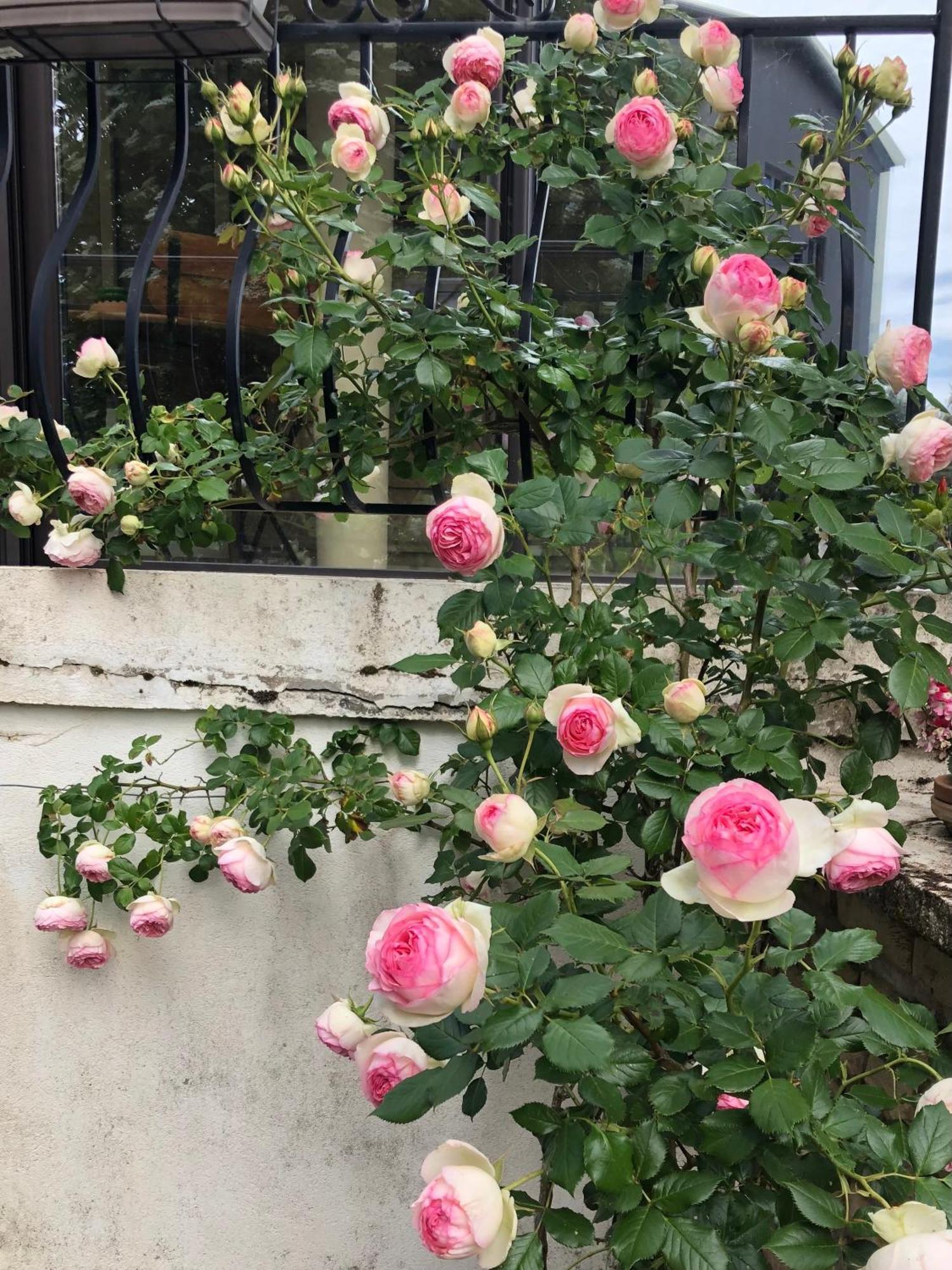 Le Jardin Des Verottes Beaune  Luaran gambar